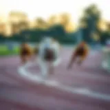 A greyhound racing on a track showcasing agility and speed